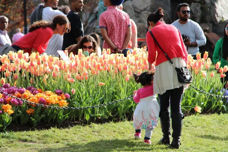 Albany Tulip Festival