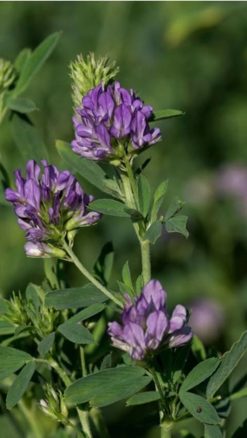 Alfalfa