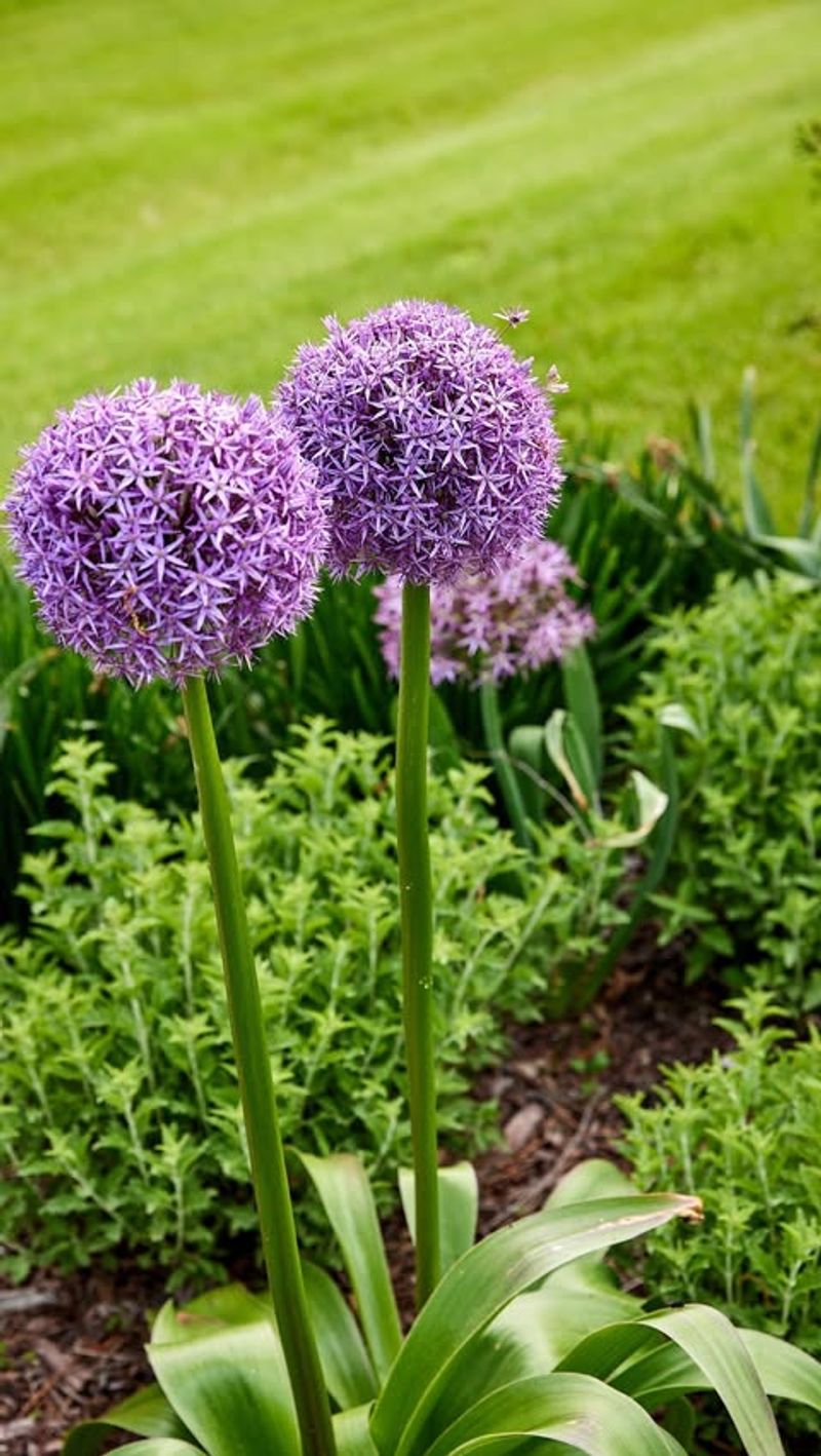 Allium