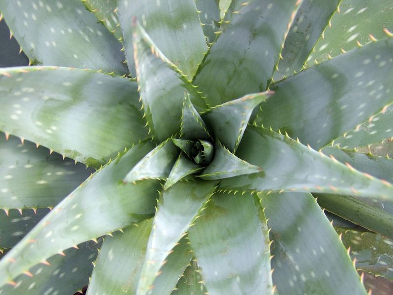 Aloe Vera