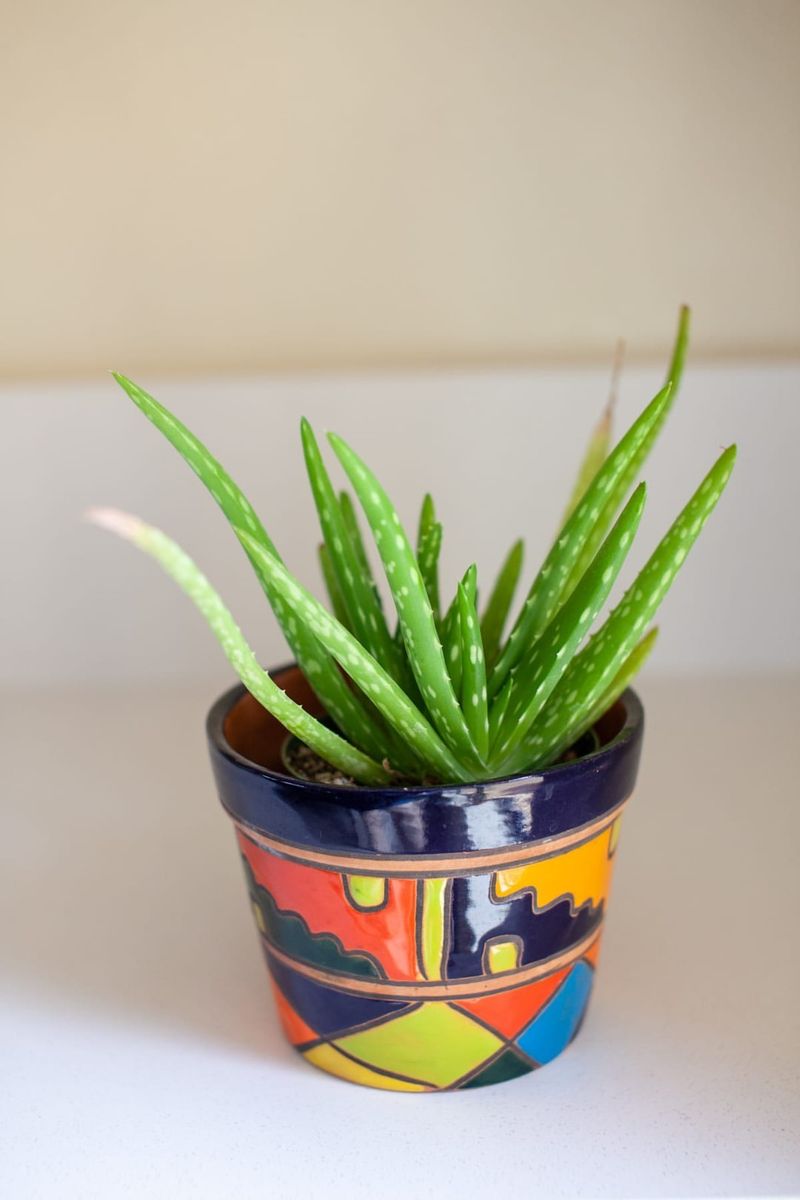 Aloe Vera