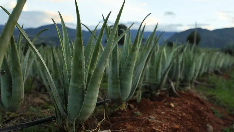 Aloe Vera