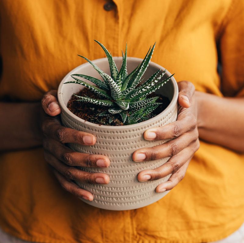 Aloe Vera