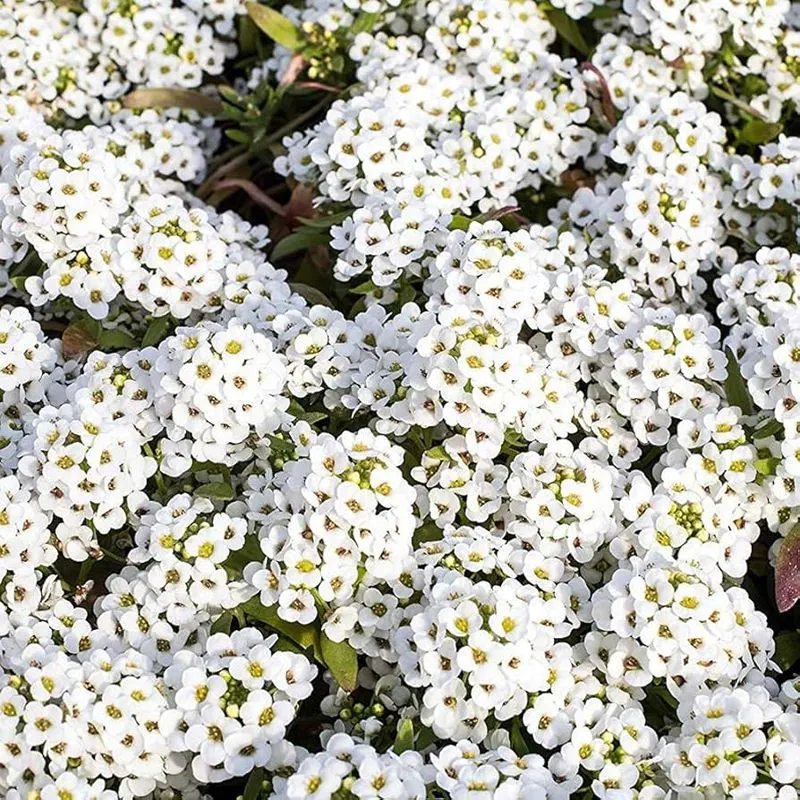 Alyssum