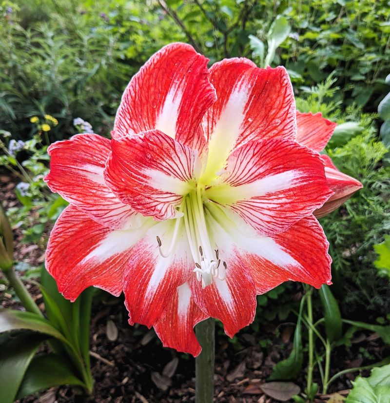 Amaryllis (Hippeastrum)