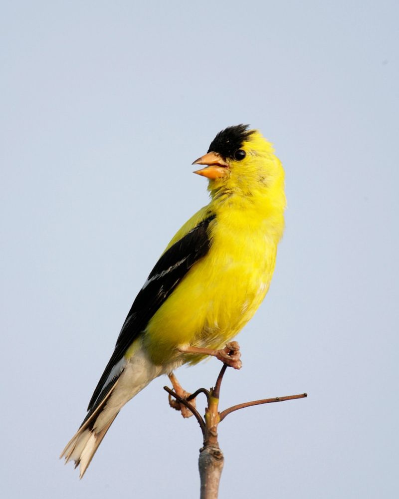 American Goldfinch