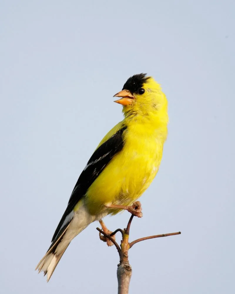 American Goldfinch