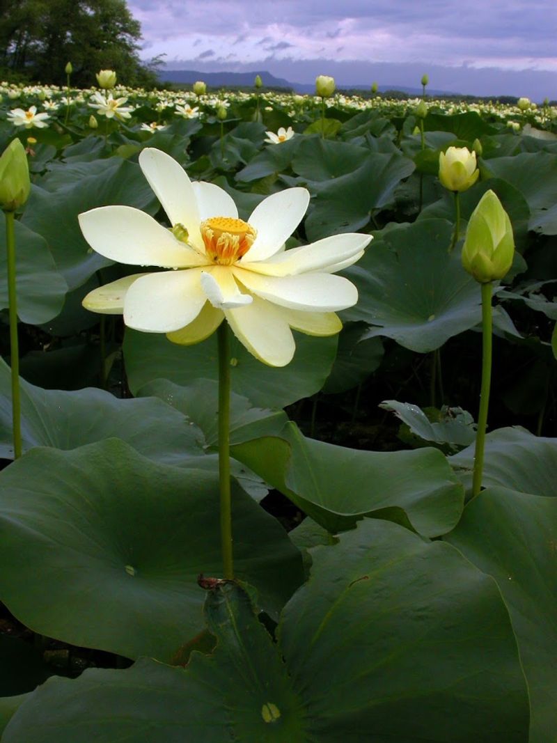 American Lotus