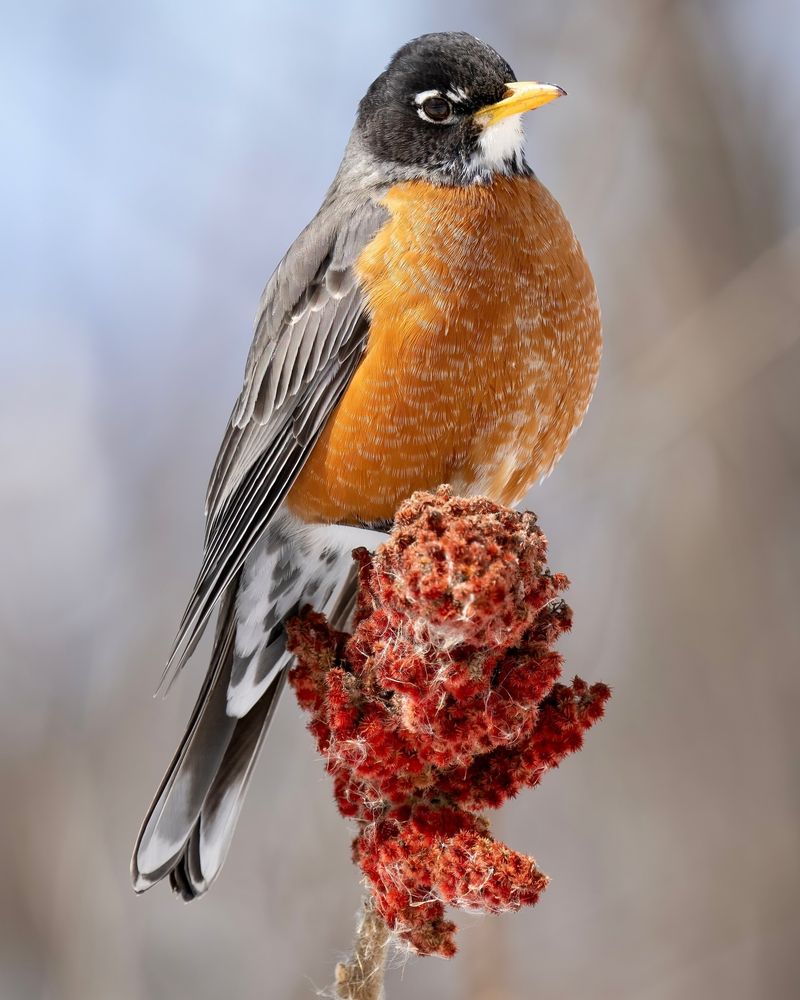 American Robin