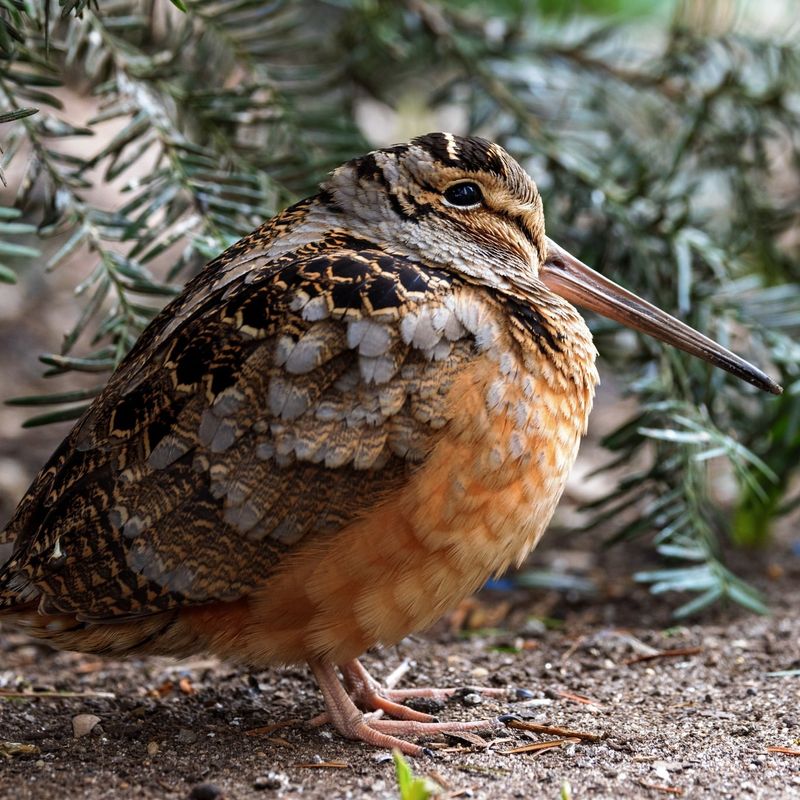 American Woodcock