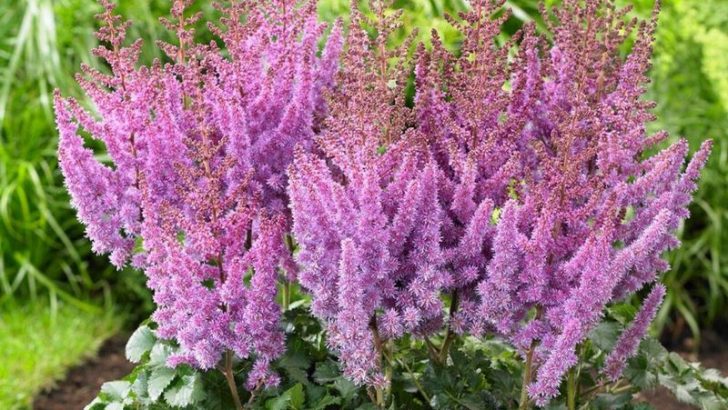 The 13 Most Underrated Purple Perennials You’ve Been Missing Out On