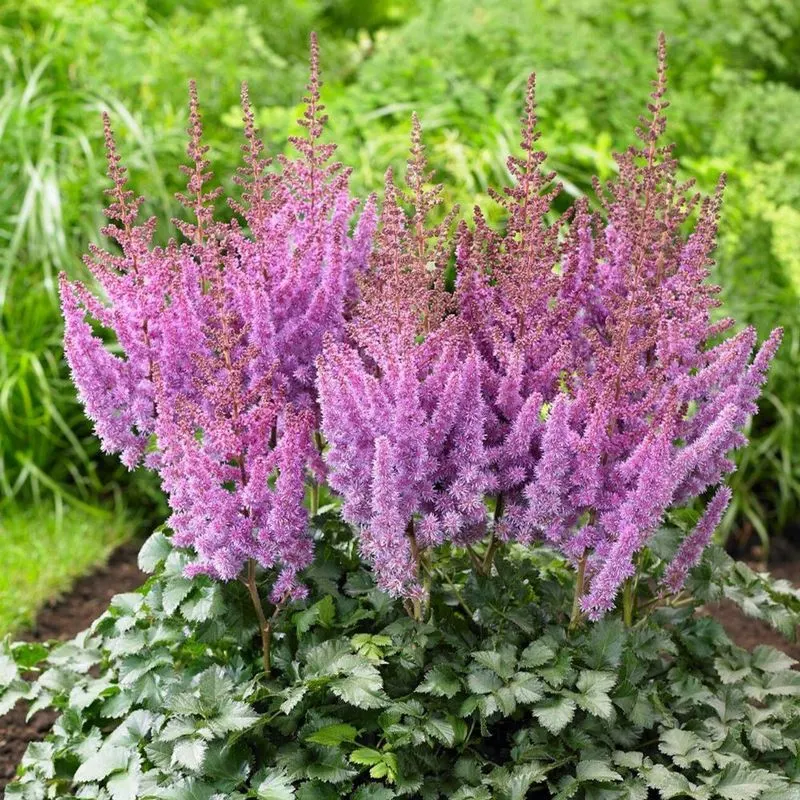 Amethyst Astilbe