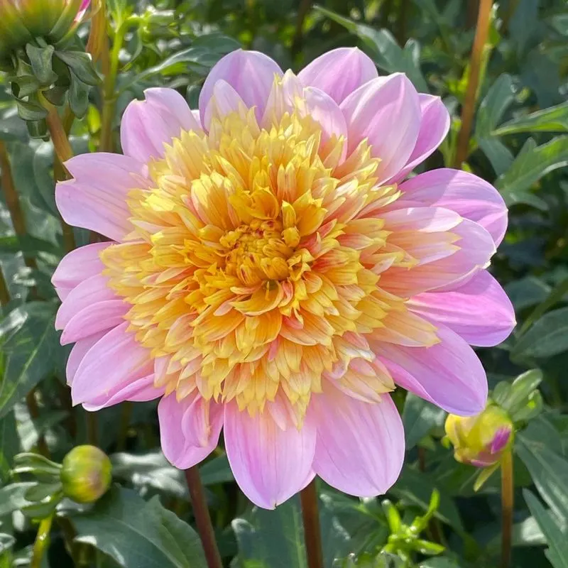 Anemone Dahlia