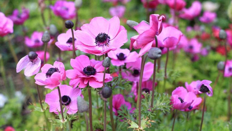 Anemones