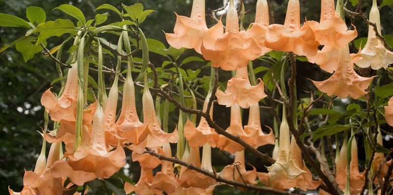 Angel's Trumpet