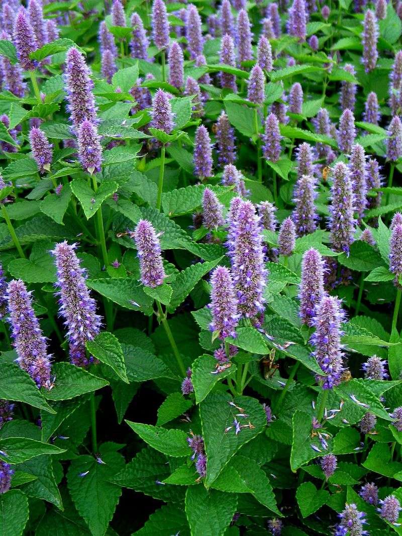 Anise Hyssop