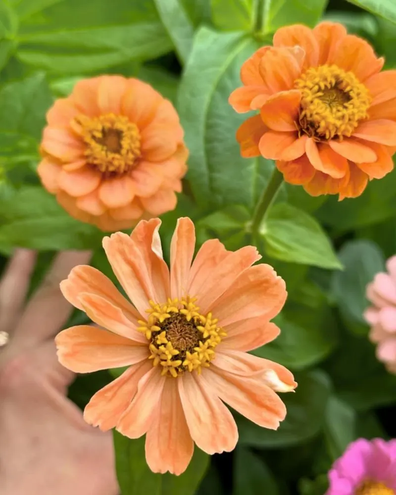 Apricot Zinnia