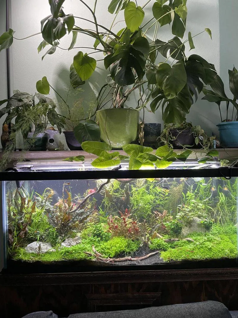 Aquaponics Fish Tank Gardens