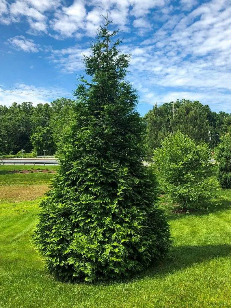 Arborvitae 'Green Giant'