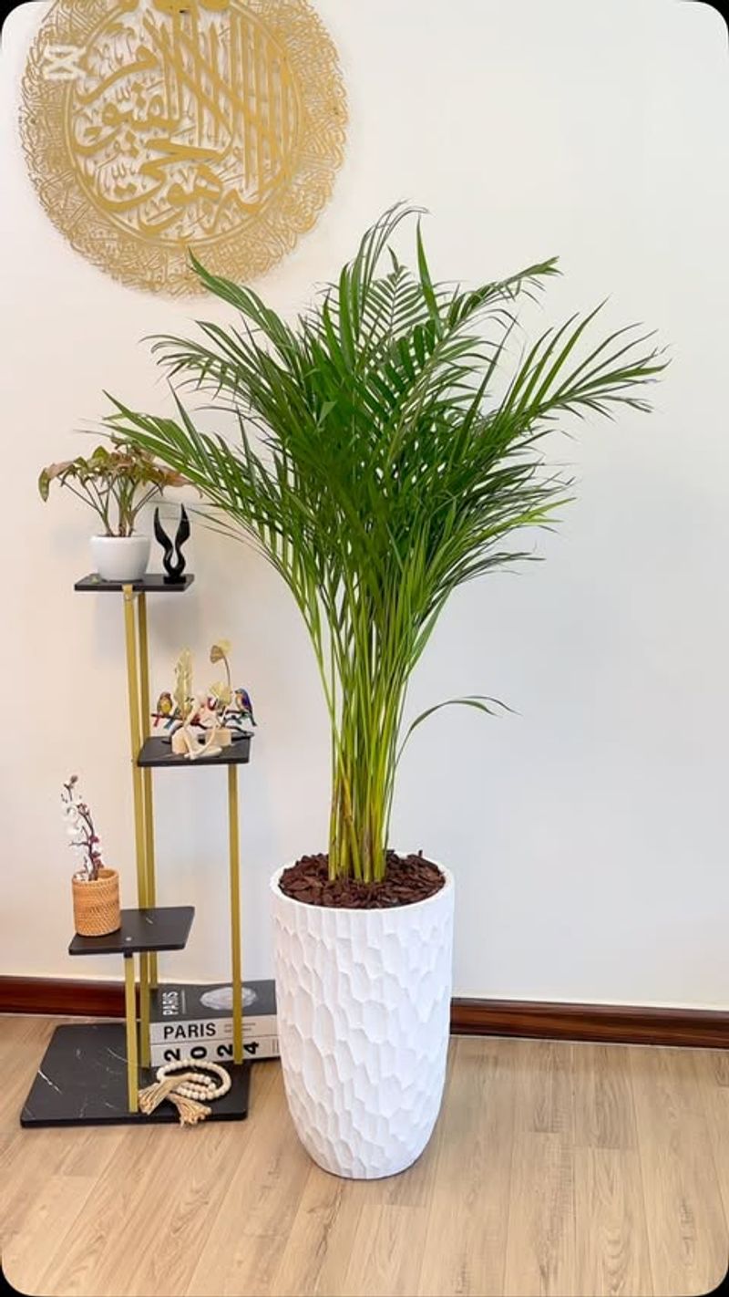 Areca Palm (Dypsis lutescens)