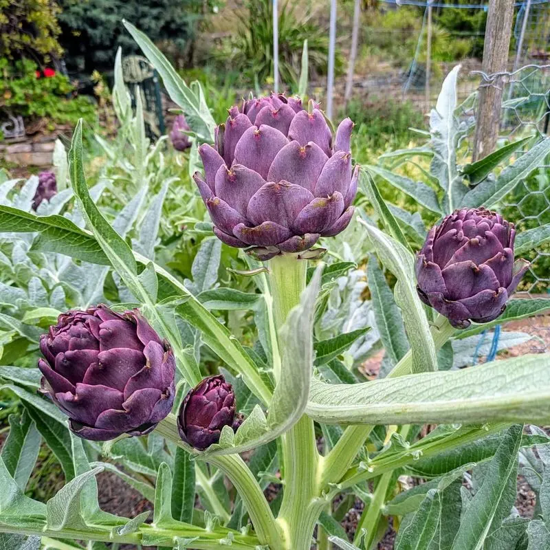 Artichokes