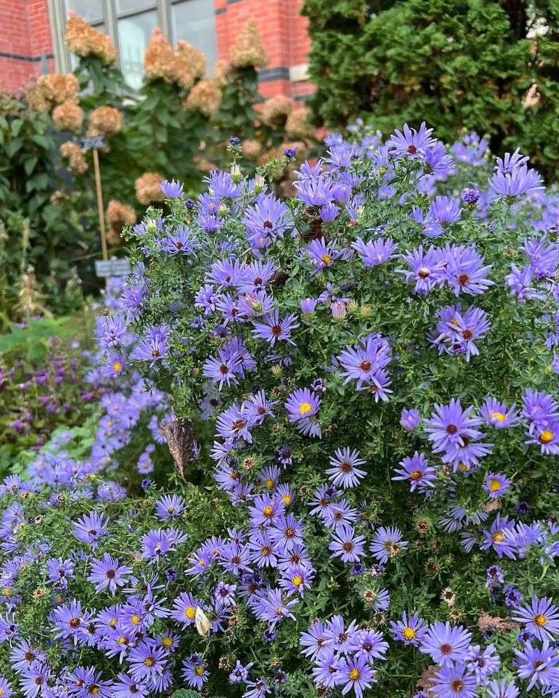 Asters