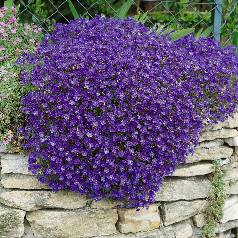 Aubrieta 'Royal Blue'