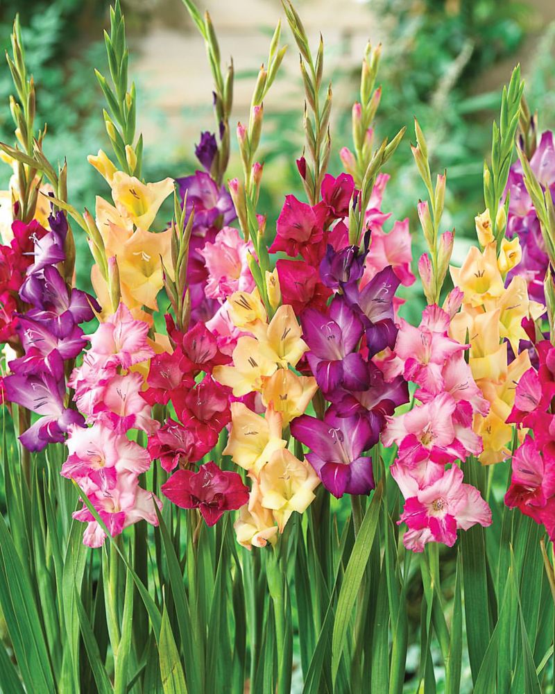 August - Gladiolus