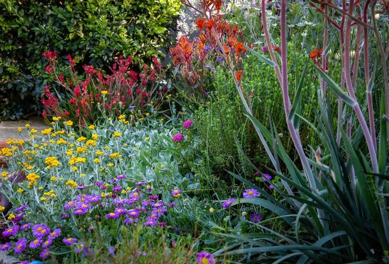 Australian Native Garden