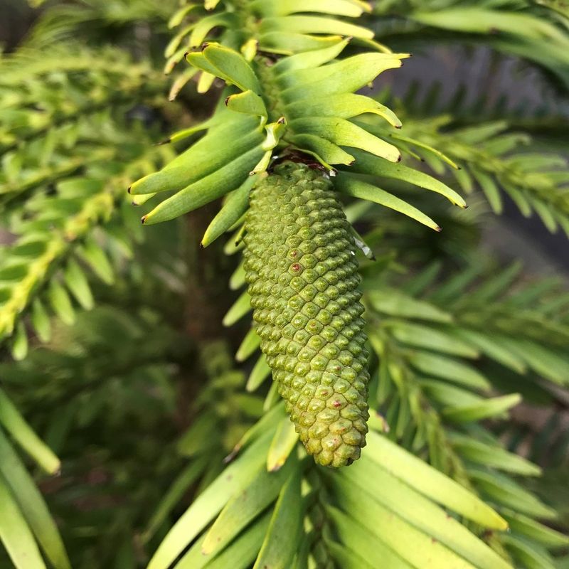 Australian Pine