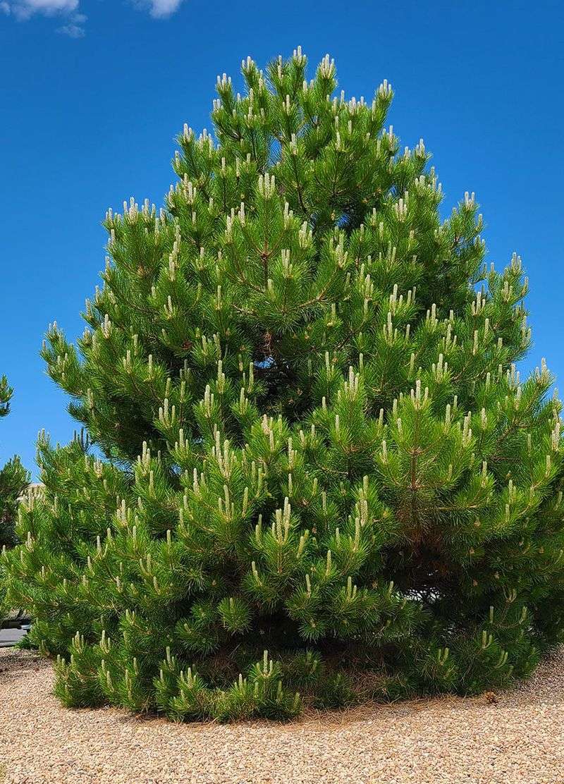 Austrian Pine