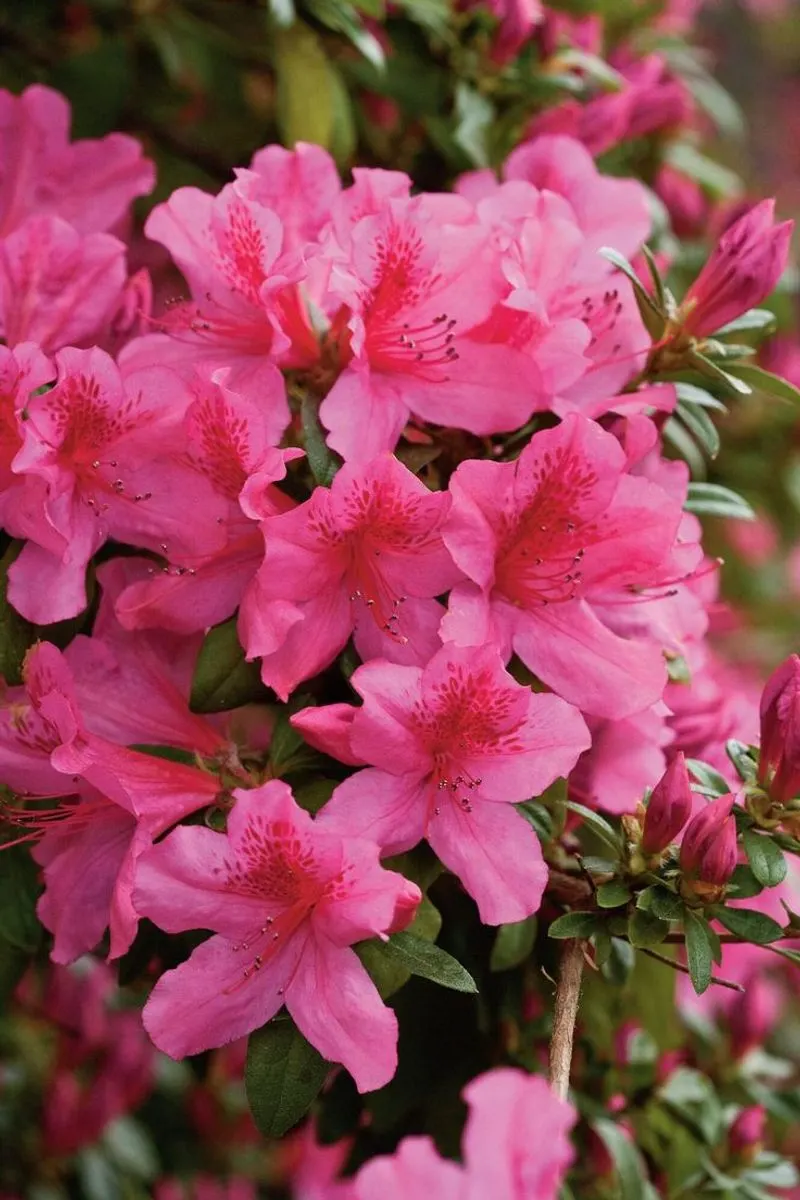 Azalea