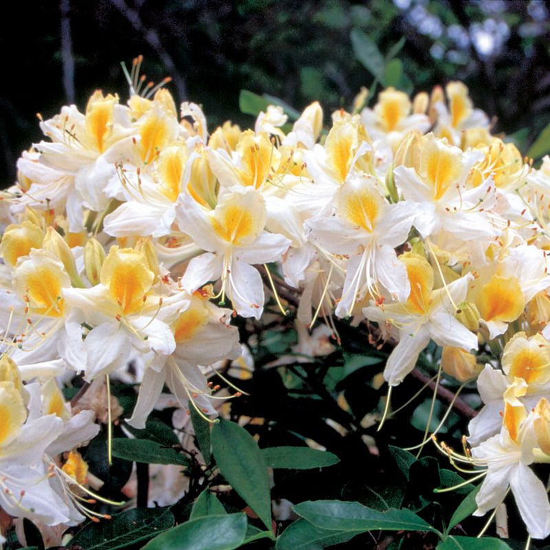 Azalea 'Northern Hi-Lights'