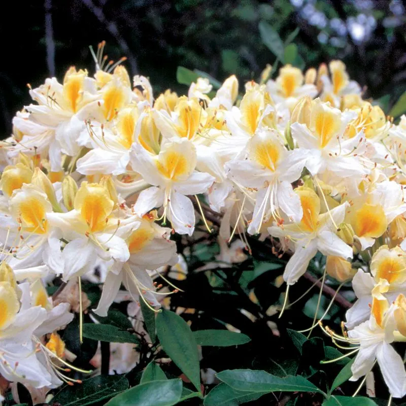 Azalea 'Northern Hi-Lights'