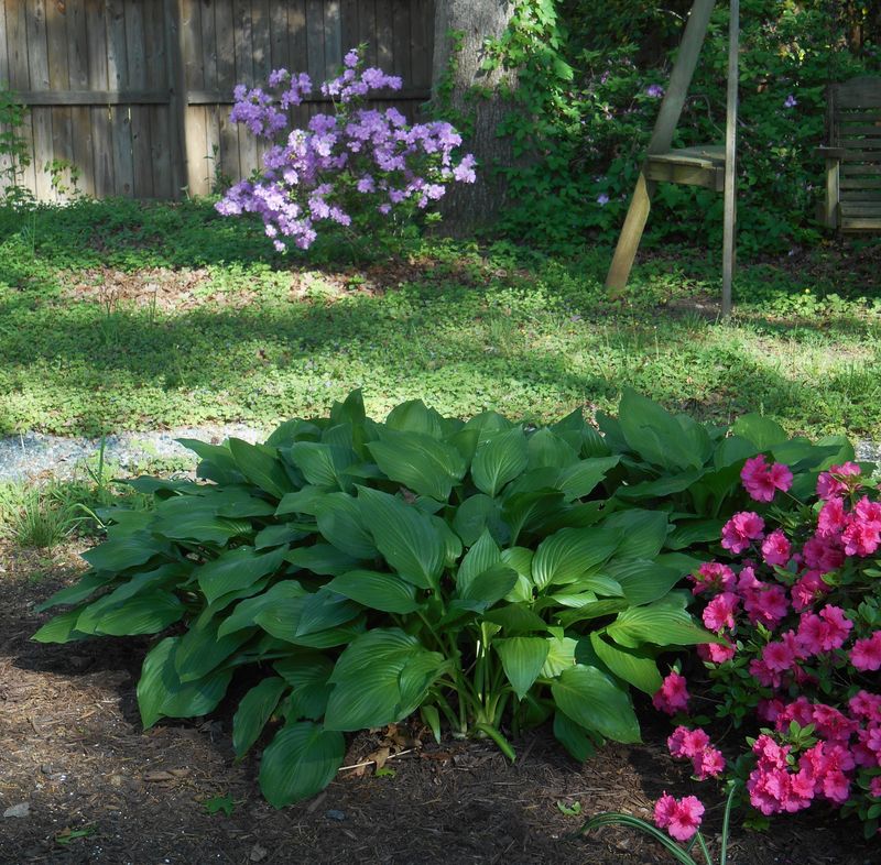 Azalea and Hostas