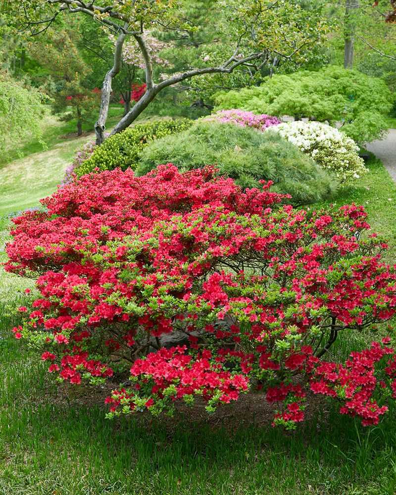 Azaleas