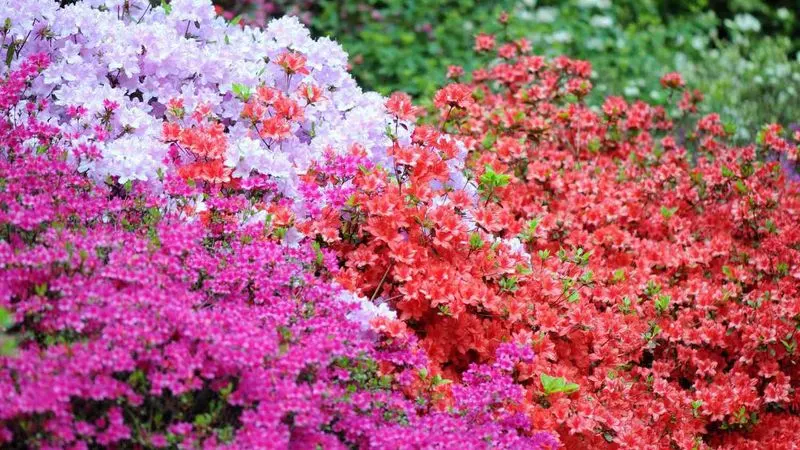 Azaleas