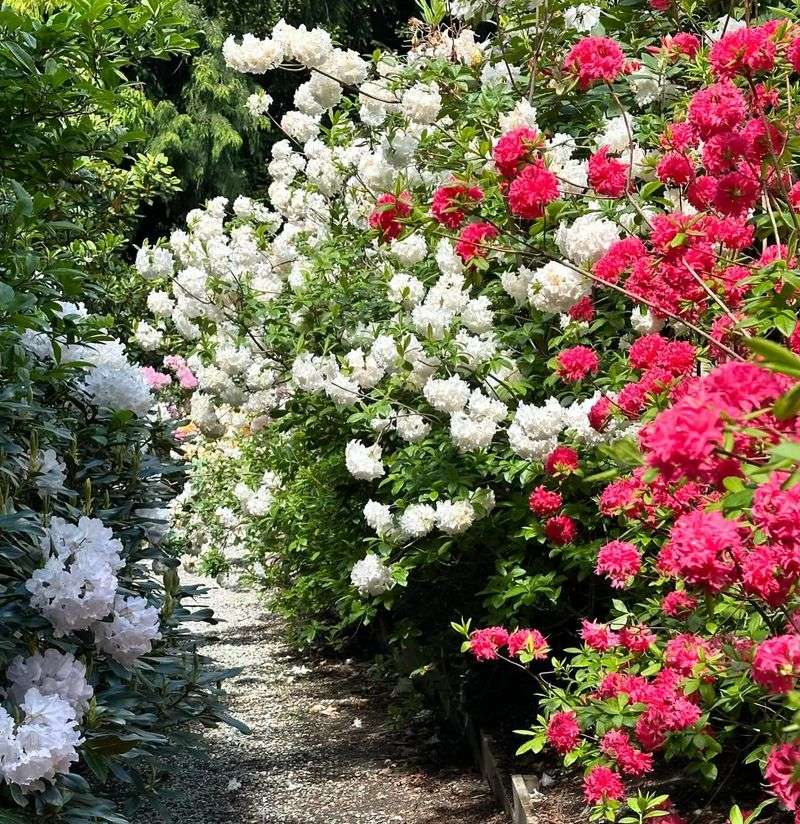 Azaleas