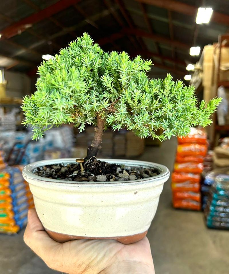 Baby Bonsai