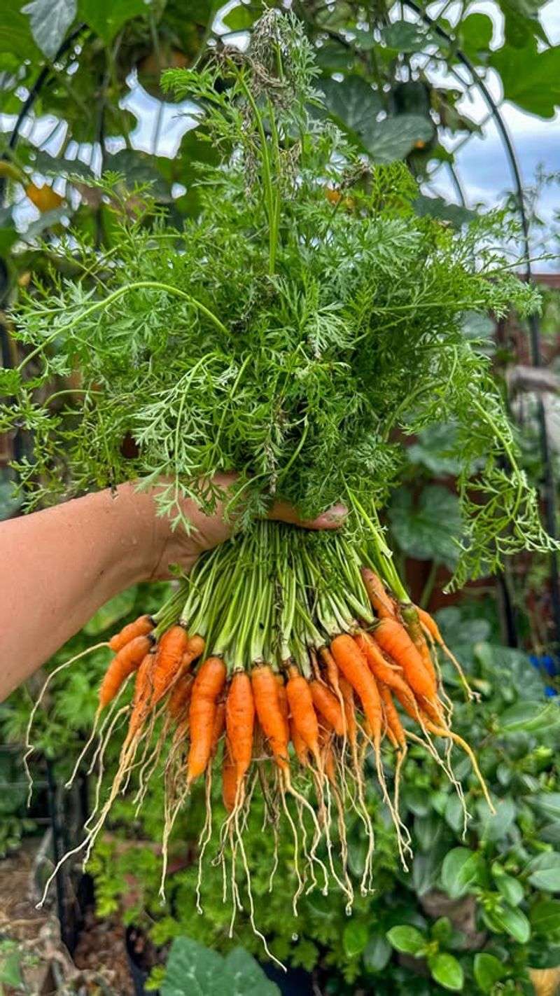 Baby Carrots