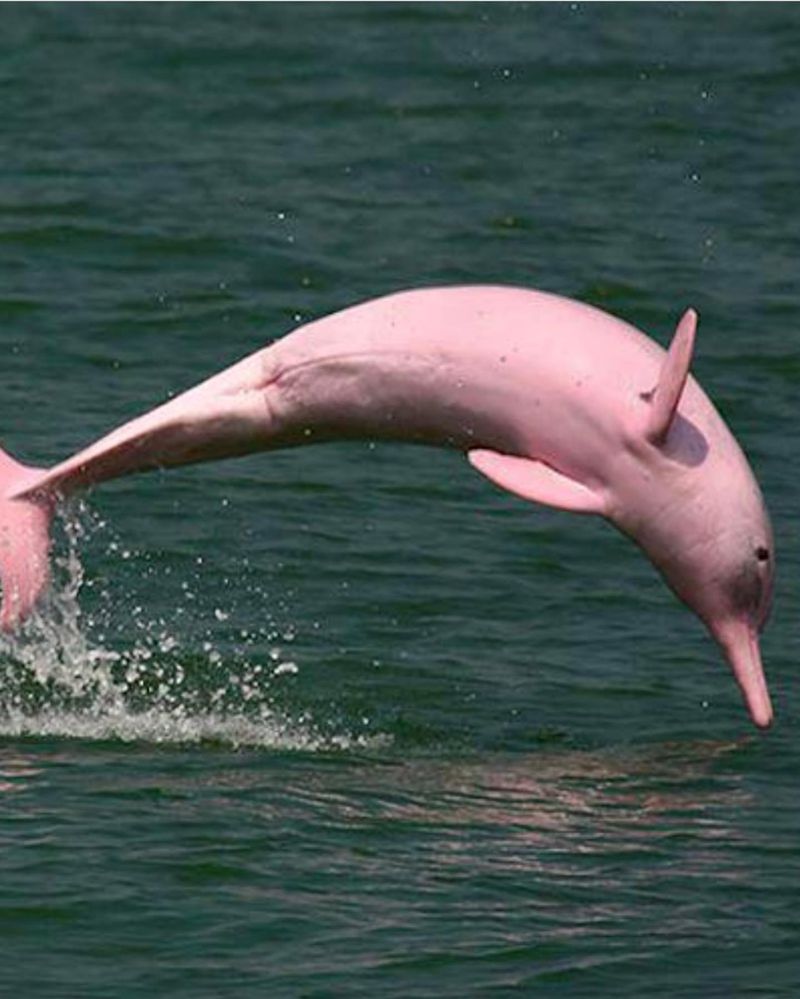 Baiji Dolphin