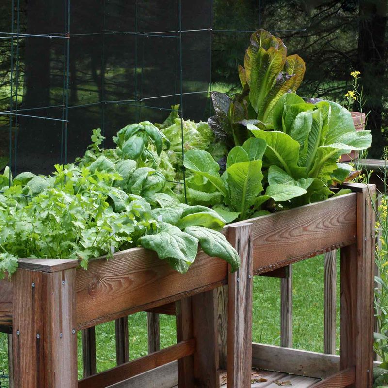 Balcony Vegetable Patch