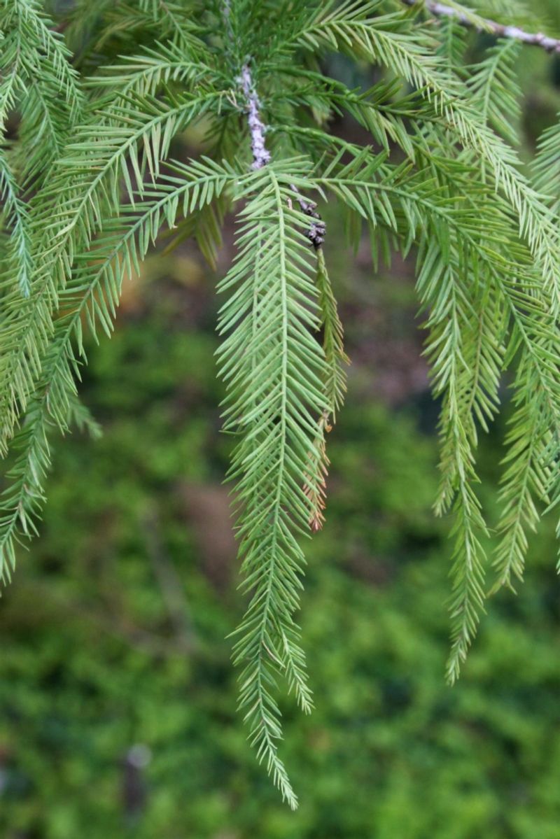 Bald Cypress