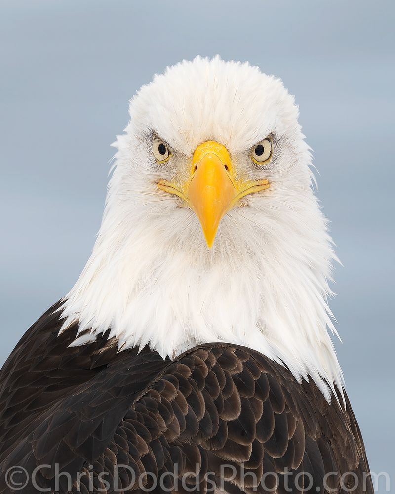 Bald Eagle