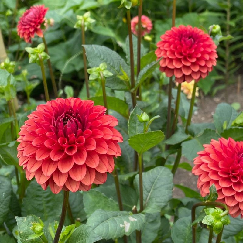 Ball Dahlia