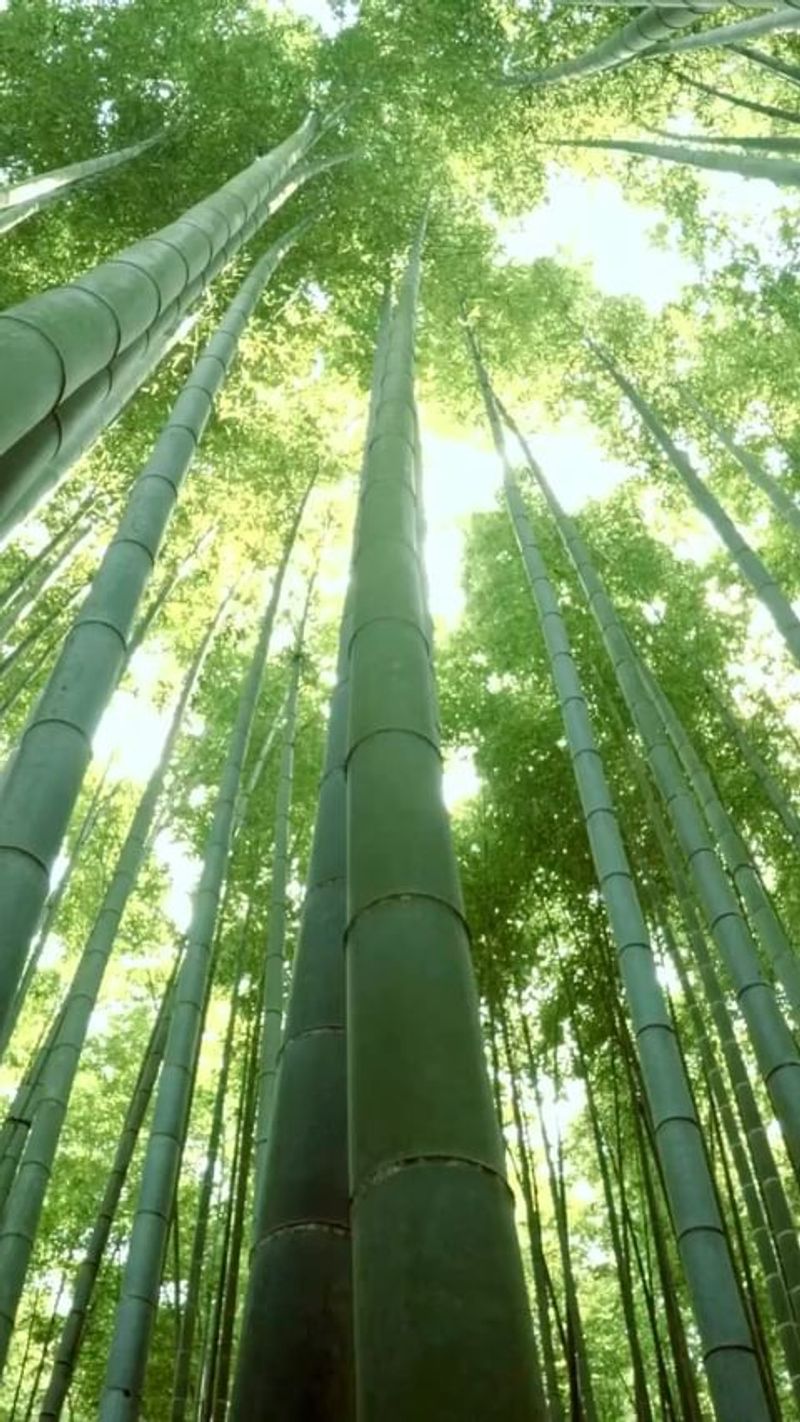 Bamboo