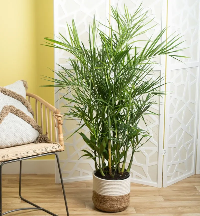 Bamboo Palm