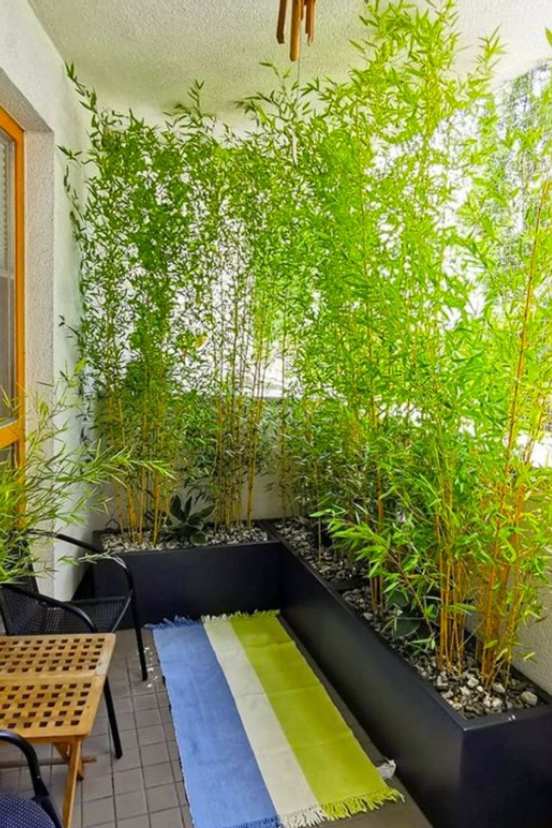 Bamboo Screens with Greens