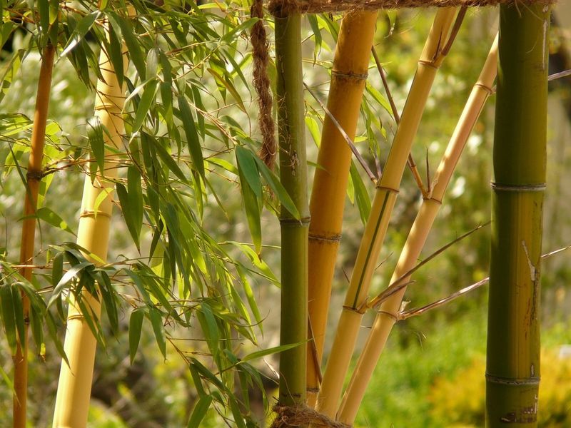 Bamboo: The Fastest Growing Plant