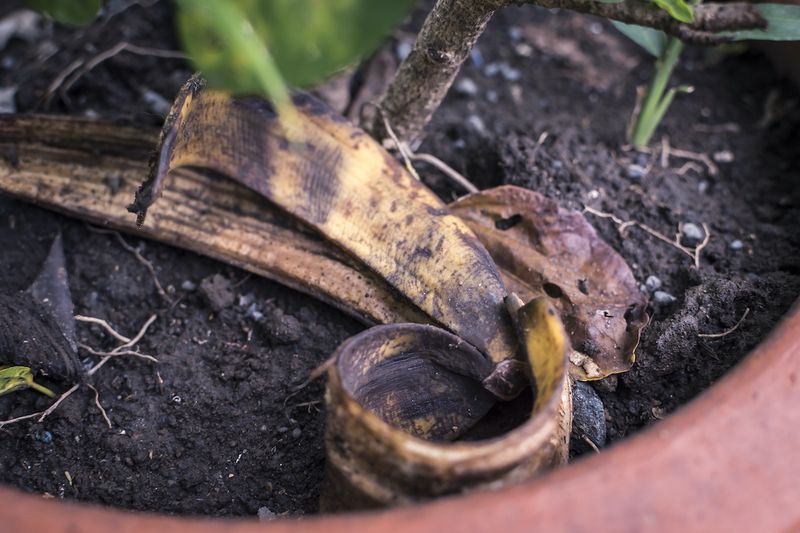 Banana Peel Plant Food